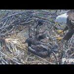 SWFL Eagles ~ Wingers & Cute Beaking! M Delivers A Bunny! Both Kids Self Feed No Need For Dad 3.9.21