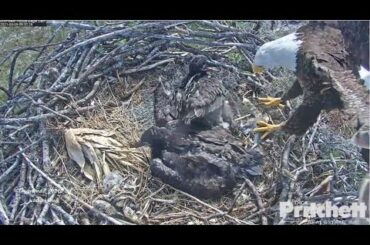 SWFL Eagles ~ Wingers & Cute Beaking! M Delivers A Bunny! Both Kids Self Feed No Need For Dad 3.9.21