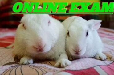 When rabbits give Online exam funny vedio || Cute Rabbit ||
