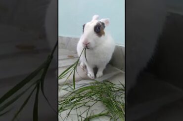 My Cute Rabbit | Pet Rabbit
