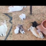 Cute Rabbits Playing,Feeding Activities / Bunny Rabbit (Baby Rabbits)