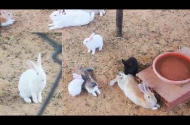 Cute Rabbits Playing,Feeding Activities / Bunny Rabbit (Baby Rabbits)