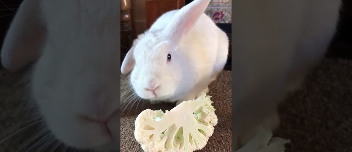 Cute Bunny Rabbit Teddy Eating Raw Cauliflower #Shorts