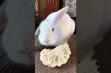 Cute Bunny Rabbit Teddy Eating Raw Cauliflower #Shorts