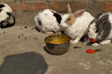 My New pet Cute Rabbit Eating Vegetables | Cute Bunny Rabbits | Rabbits Lover | Rabbit Baby Bunny