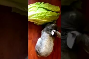 FUNNY AND CUTE BUNNY RABBIT | LETTUCE MUKBANG | #shorts