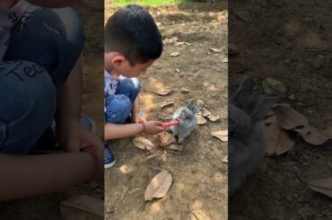 Cute baby bunny eating carrot