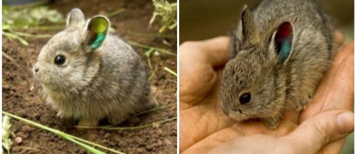 Cute Rabbit baby || tiny Rabbit baby || Rabbit baby || Rabbit bunny || Rabbit || RA Birds ...