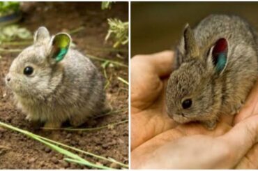 Cute Rabbit baby || tiny Rabbit baby || Rabbit baby || Rabbit bunny || Rabbit || RA Birds ...