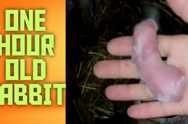 One Hour Old Rabbit. Cute Rabbit baby. Little kitten