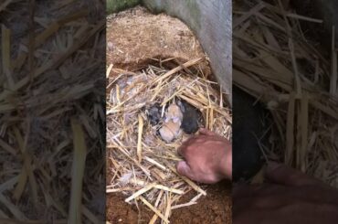 The Beautiful Rabbits Eating | Cute Rabbit | Funny And Cute Bunny Videos Compilation Of Rabbits #23