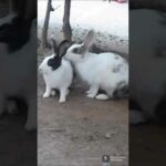 cute Rabbit #short #shorts video