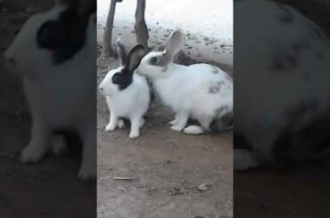 cute Rabbit #short #shorts video