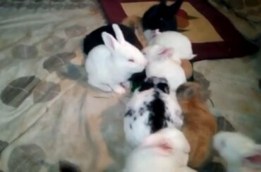 Cute Baby Rabbit Bunnies! Rabbit and Bunny