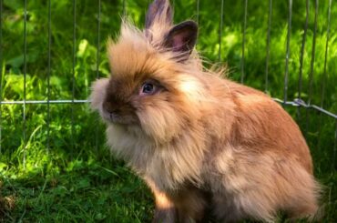 Adorable LionHead Rabbits - Sweet Adorable Lionhead Bunnies