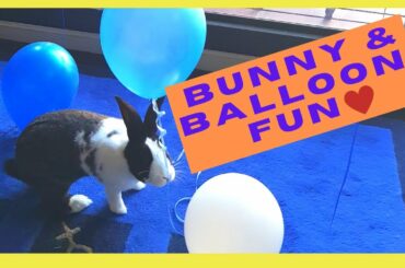 Funny bunny, cute rabbit bites balloons!  Pet animal video will bring a smile to your face! Cheer u