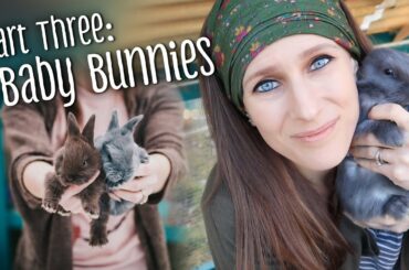 PART 3: Raising baby rabbits - feeding, weaning, & rebreeding the doe