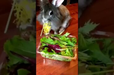 FUNNY AND CUTE BUNNY RABBIT | SALAD MUKBANG | #shorts
