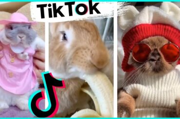 Bunny Side of TikTok | Funny and Cute Rabbit Compilation