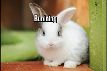 Cute Rabbit|| Eanne Paderan