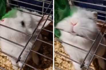 Cute bunny looks for ways out of her cage