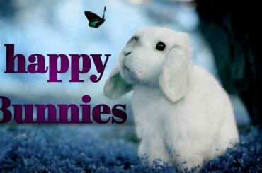 bunnies like massages??.cute bunny funny videos.rabbit farming