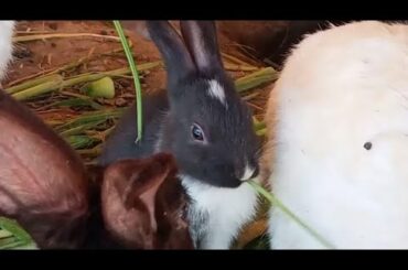 Cute Rabbit babies #shorts