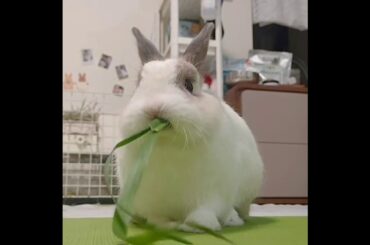 To see hastily disappear | Cute Pets Rabbits And Bunnies Aww