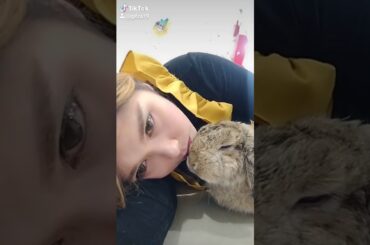 kiss my cute rabbit