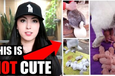 They did WHAT To These Baby Rabbits!? NOT OK!