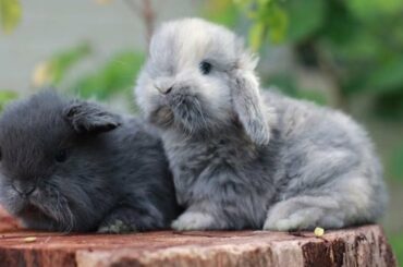 Cute Bunnies | Baby Bunny | Cutest Rabbits In The World