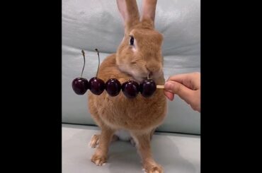 The Beautiful Rabbits Eating | Cute Rabbit | Funny And Cute Bunny Videos Compilation Of Rabbits #35