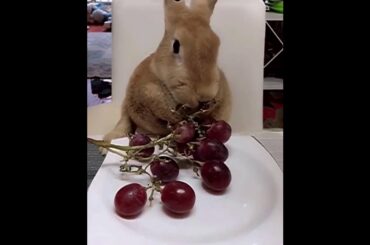 The Beautiful Rabbits Eating | Cute Rabbit | Funny And Cute Bunny Videos Compilation Of Rabbits #36
