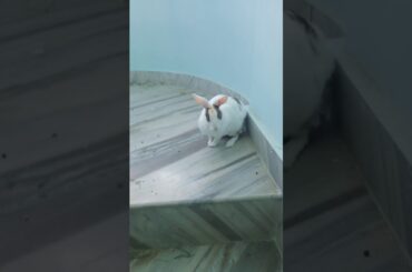 My rabbit is playing | cute rabbit