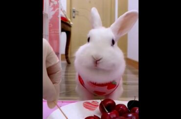 The Beautiful Rabbits Eating | Cute Rabbit | Funny And Cute Bunny Videos Compilation Of Rabbits #50