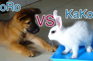 cute rabbit vs cute dog - Funny and Cute Baby Bunny Rabbit Videos - Baby Animal Video Compilation