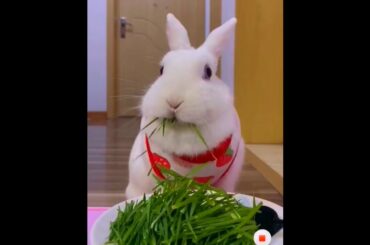 The Beautiful Rabbits Eating | Cute Rabbit | Funny And Cute Bunny Videos Compilation Of Rabbits #46