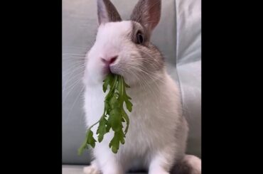 The Beautiful Rabbits Eating | Cute Rabbit | Funny And Cute Bunny Videos Compilation Of Rabbits #32
