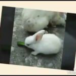 Cute rabbit best videos for youtube
