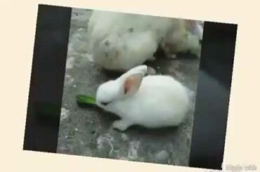 Cute rabbit best videos for youtube