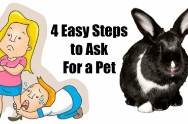 How to Convince Your Parents to Let You Get a BUNNY!