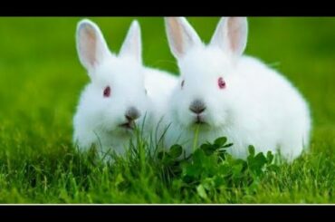 cute baby Rabbit