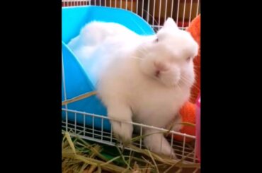 The Beautiful Rabbits Eating | Cute Rabbit | Funny And Cute Bunny Videos Compilation Of Rabbits #48