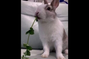 The Beautiful Rabbits Eating | Cute Rabbit | Funny And Cute Bunny Videos Compilation Of Rabbits #31