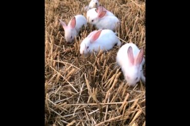 The Beautiful Rabbits Eating | Cute Rabbit | Funny And Cute Bunny Videos Compilation Of Rabbits #43