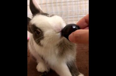 The Beautiful Rabbits Eating | Cute Rabbit | Funny And Cute Bunny Videos Compilation Of Rabbits #38
