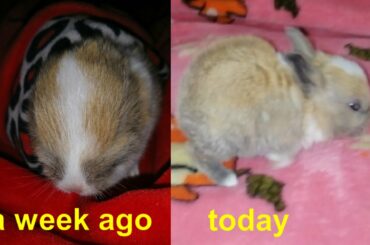 saving little cute  bunny from starving