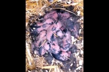 The Beautiful Rabbits Eating | Cute Rabbit | Funny And Cute Bunny Videos Compilation Of Rabbits #71