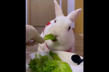 The Beautiful Rabbits Eating | Cute Rabbit | Funny And Cute Bunny Videos Compilation Of Rabbits #47