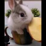 The Beautiful Rabbits Eating | Cute Rabbit | Funny And Cute Bunny Videos Compilation Of Rabbits #34